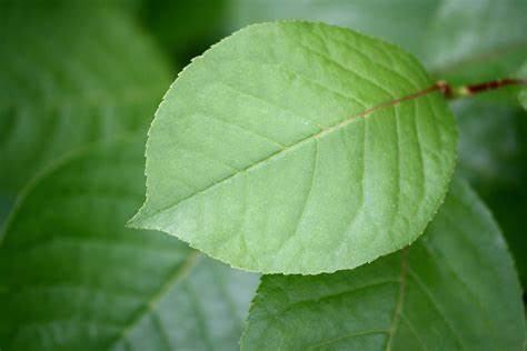 leaf复数是什么?