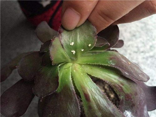 蚧壳虫哪里来