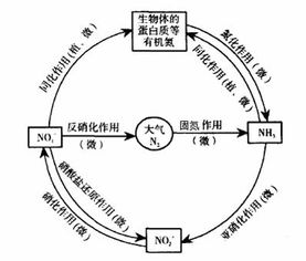 硝化作用
