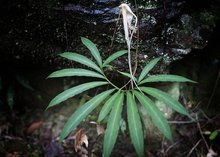 这种植物叫什么名字?