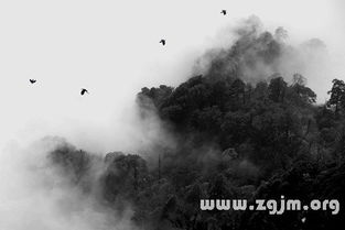 什么的浓雾