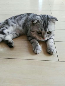 英短或者美短猫掉毛很厉害吗?