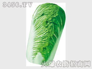 白菜种子
