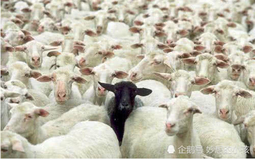 黑羊效应会变离谱嘛
