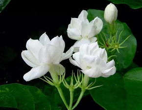 茉莉花怎么养
