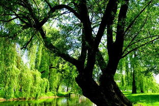 柳树是什么季节发芽 柳树发芽的季节