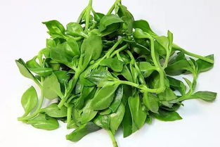 穿心莲菜的做法
