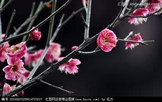 红梅花与红莓花区别?