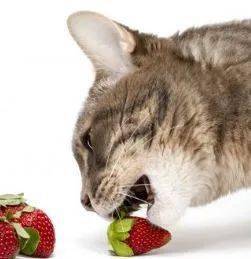 小猫能吃草莓吗