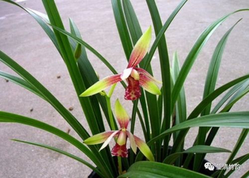 兰花怎么养