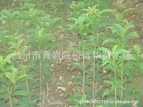 如何种植桂花