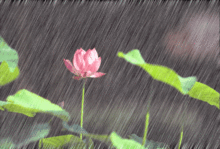 梅雨时节
