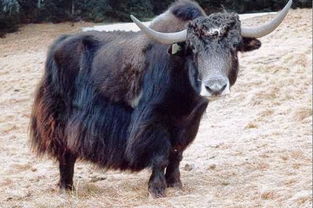 牦牛读mao还是hao?
