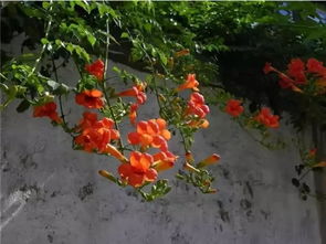 凌霄花什么季节种植