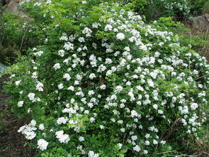 什么是荼靡花?花语是什么?