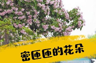 密匝匝的意思
