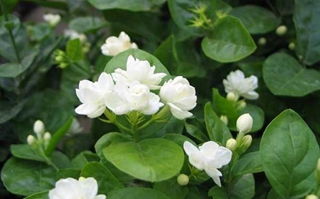 怎么养好茉莉花
