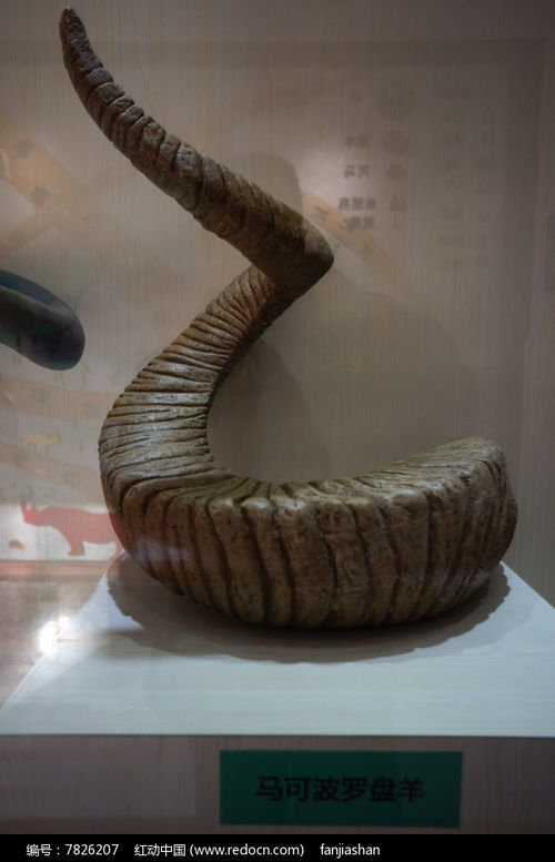 盘羊角
