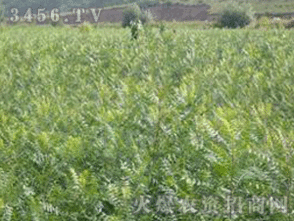 文冠果幼苗栽植浇多少水好?