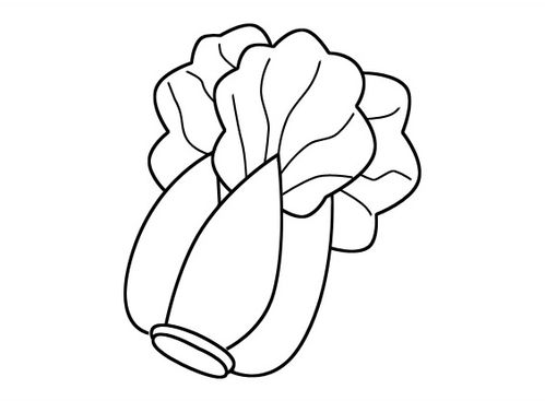 白菜简笔画图片
