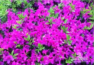 杜鹃花的花语