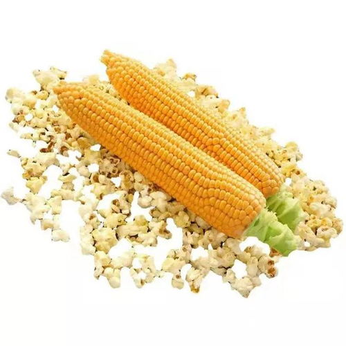 做爆米花用什么样的玉米,是普通的玉米吗?
