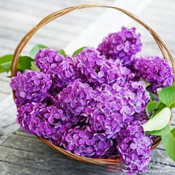 丁香花一般什么时间开放