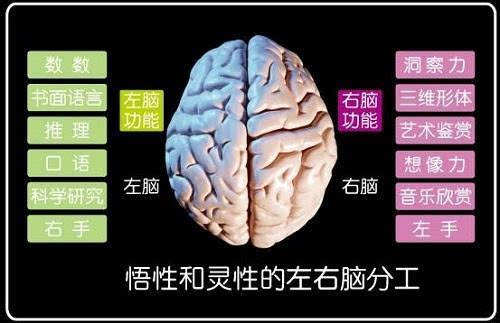 左右脑分工

