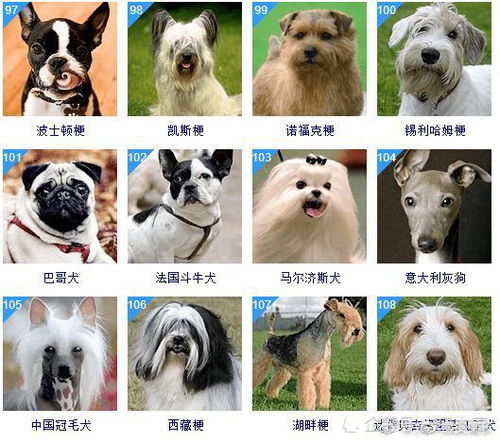 狗智商排名前100名
