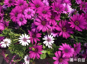 弗朗花
