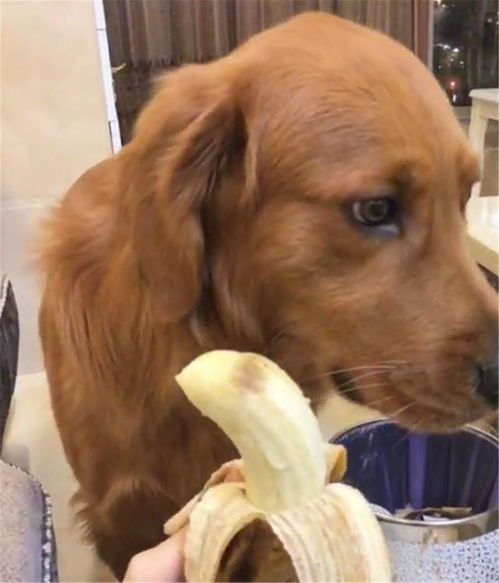 狗狗能吃香蕉吗
