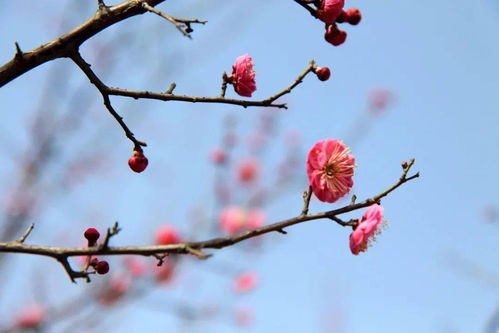 刘方平《月夜》中,今夜偏知春气暖的下句是