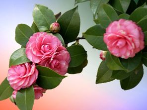 山茶花什么季节开
