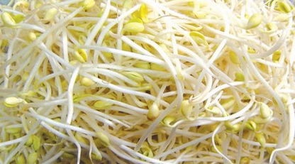 种豆芽
