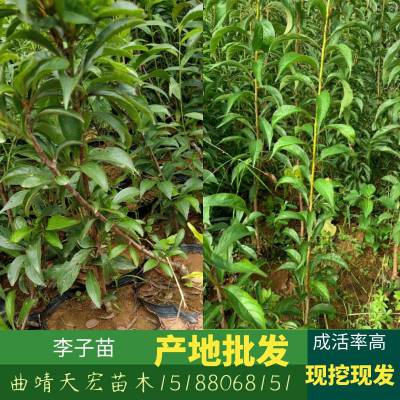 蜂糖李适合种植地区
