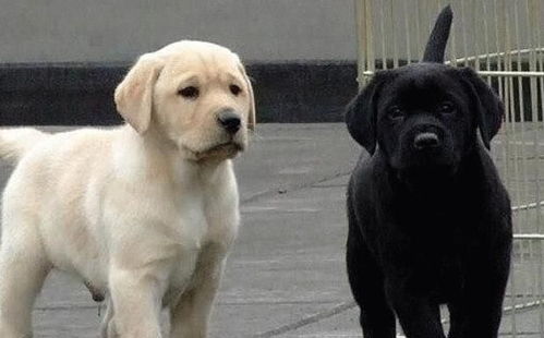 拉布拉多犬掉毛吗