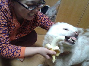 狗狗能不能吃香蕉
