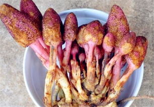回春草
