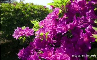 杜鹃花的花语
