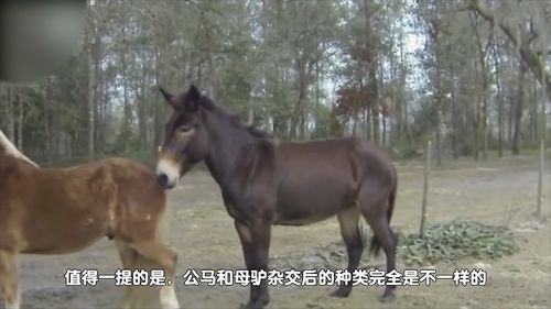 骡子是什么动物杂交而来的 骡子怎么产生的