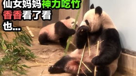 PANDA组合，PANDA币多少钱