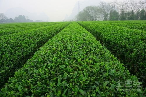 茶叶有哪些产地