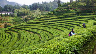 碧螺春茶叶的产地，毛尖茶叶的产地