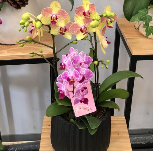 蝴蝶兰花期多长