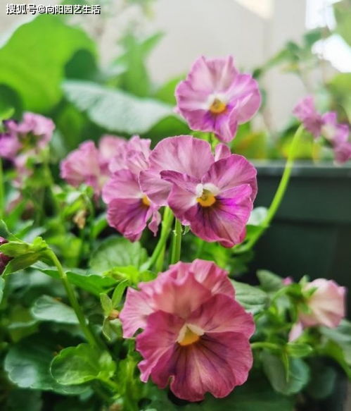 春天适合种什么花30种