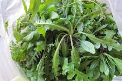 荠菜是发物吗