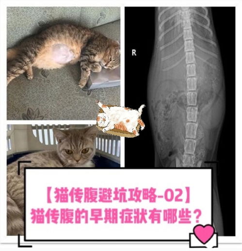 猫传腹的表现
