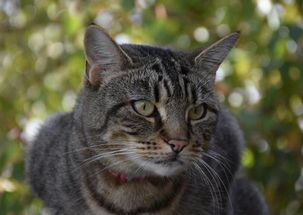 猫传腹症状图片，猫传腹症状是什么引起的