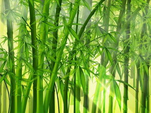 竹子的样子,用文字来表达