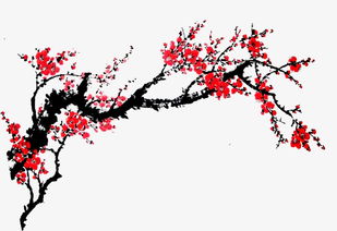 关于梅花的资料